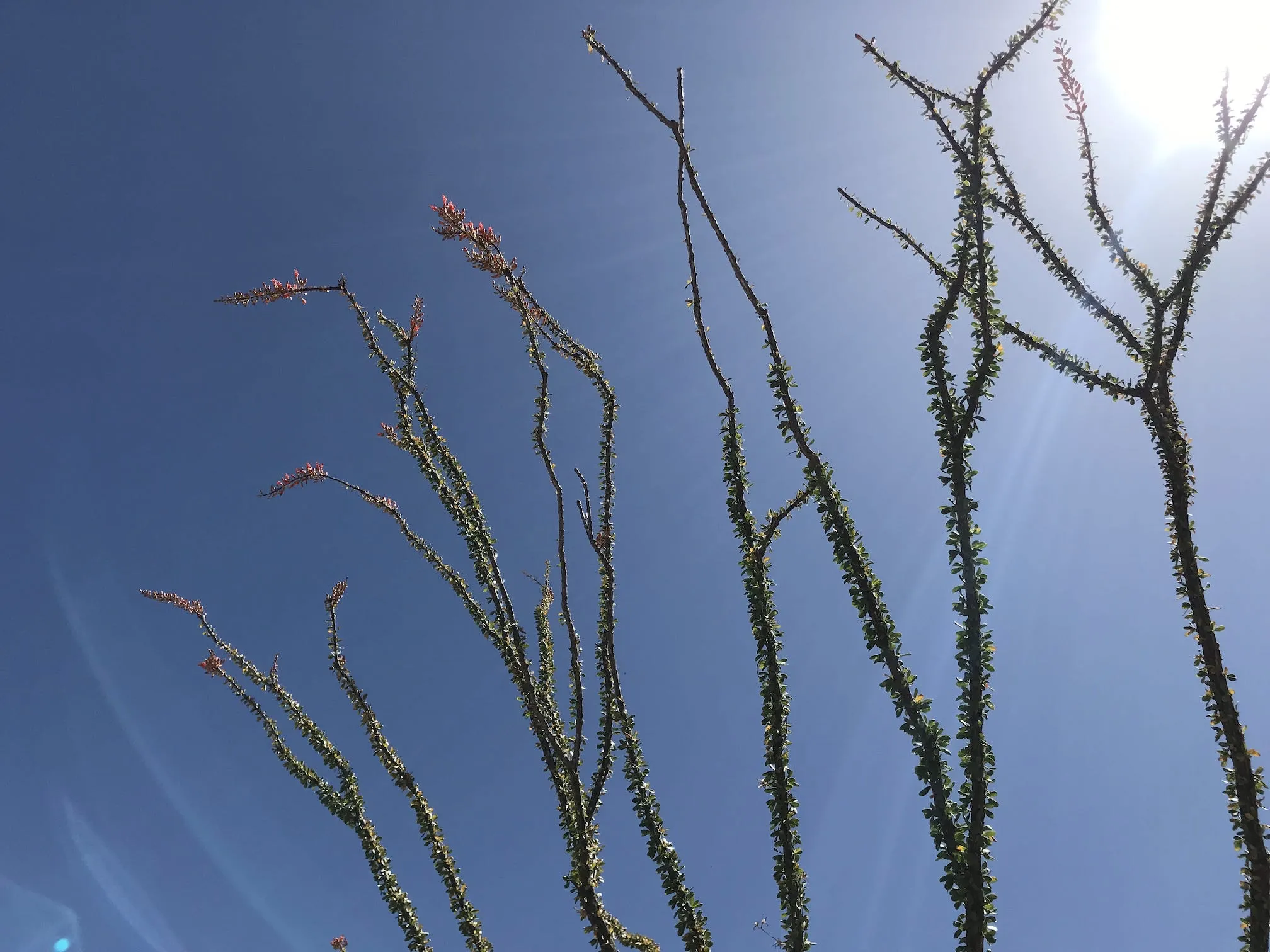 Branches of a desert plant reaching into the sky, covered in leaves and tipped with conical bunches of flowers. The viewing angle is up from the ground towards the sun