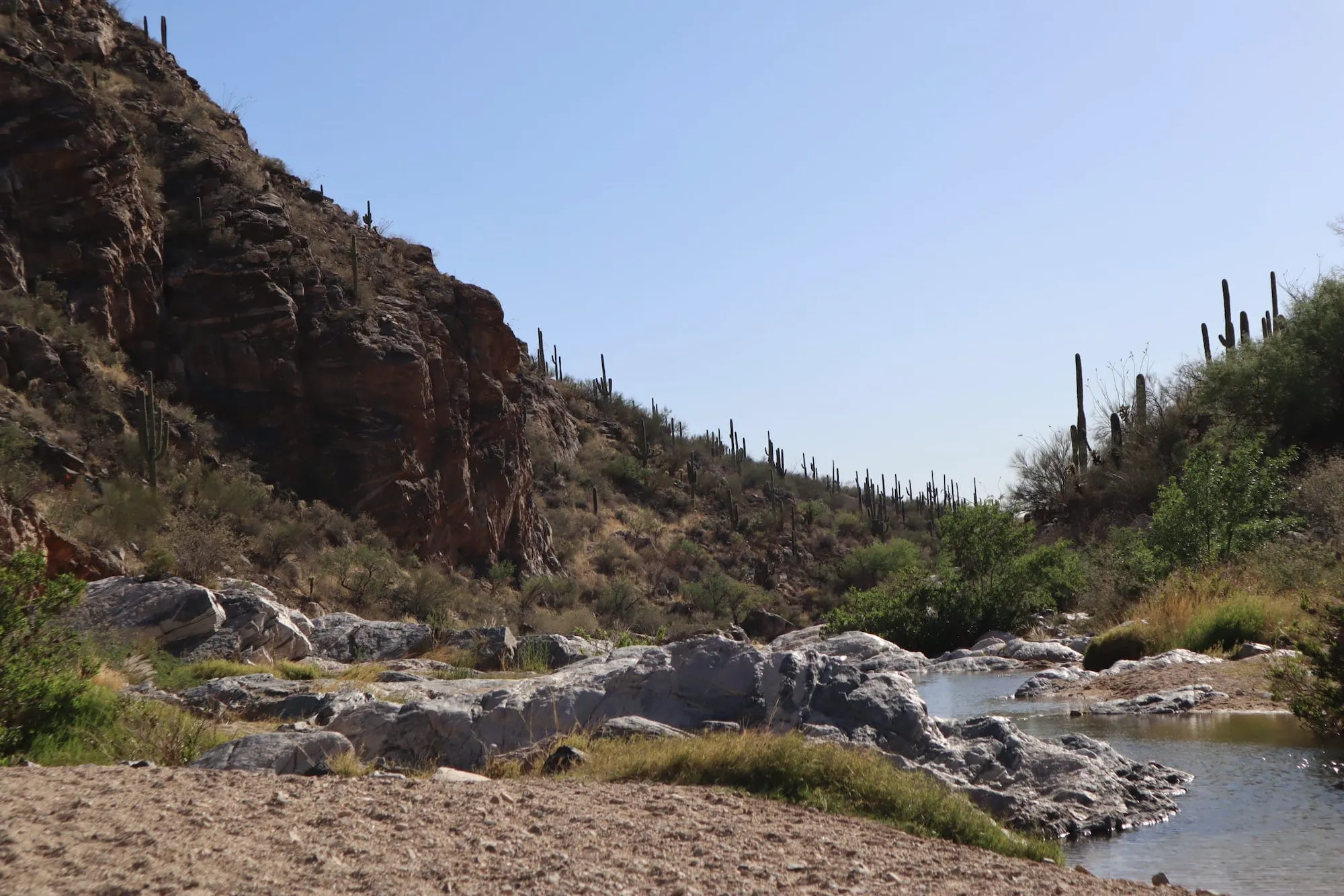A shallow valley river in the middle of the desert. The hills carved by the river are speckled with cactii and other desert vegetation