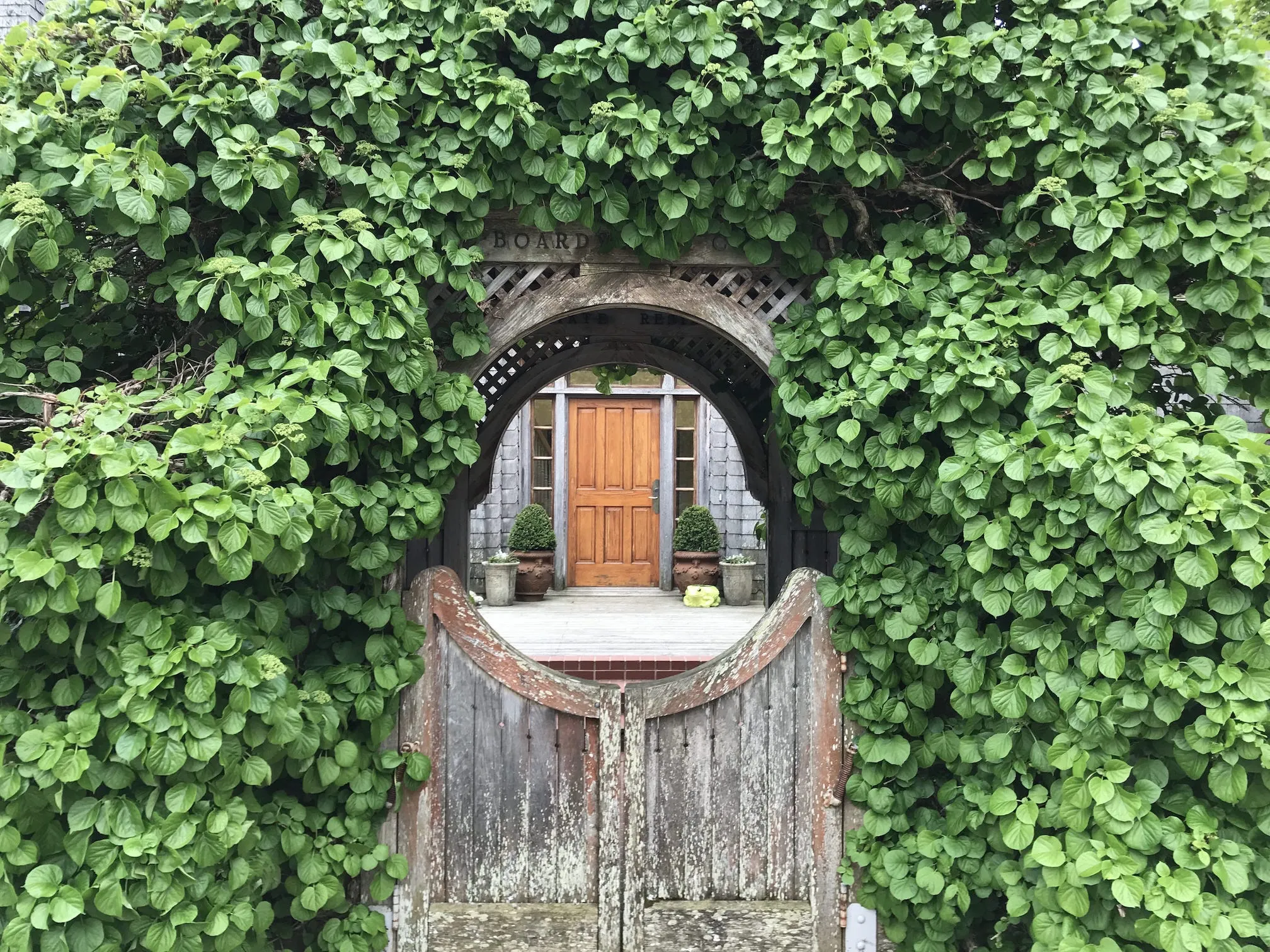 Orange door of a house through a front archway covered with vines
