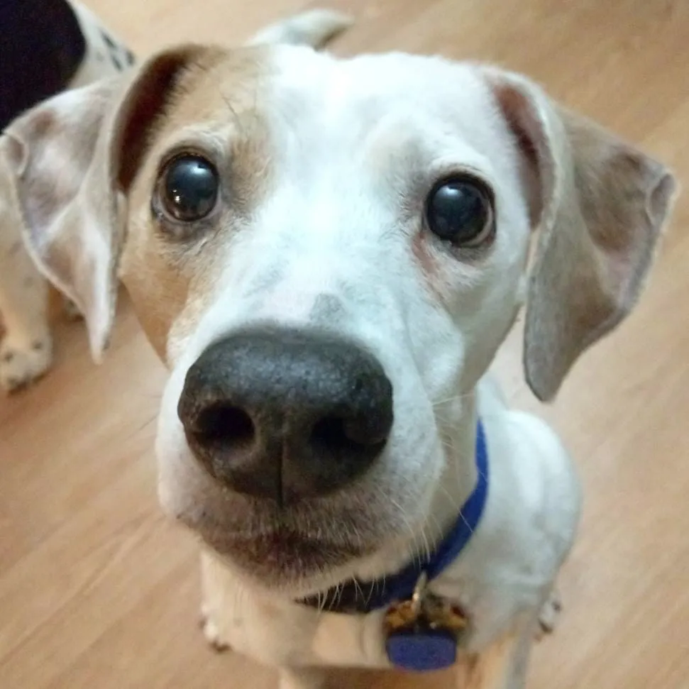 Small dog looking directly into the camera with a curious face