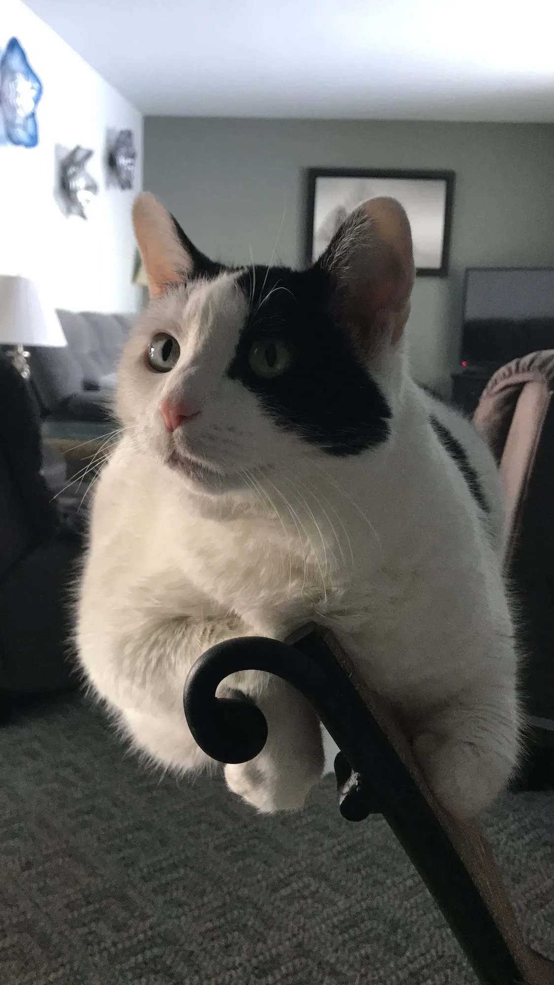 Fat cat balancing on the back of a chair